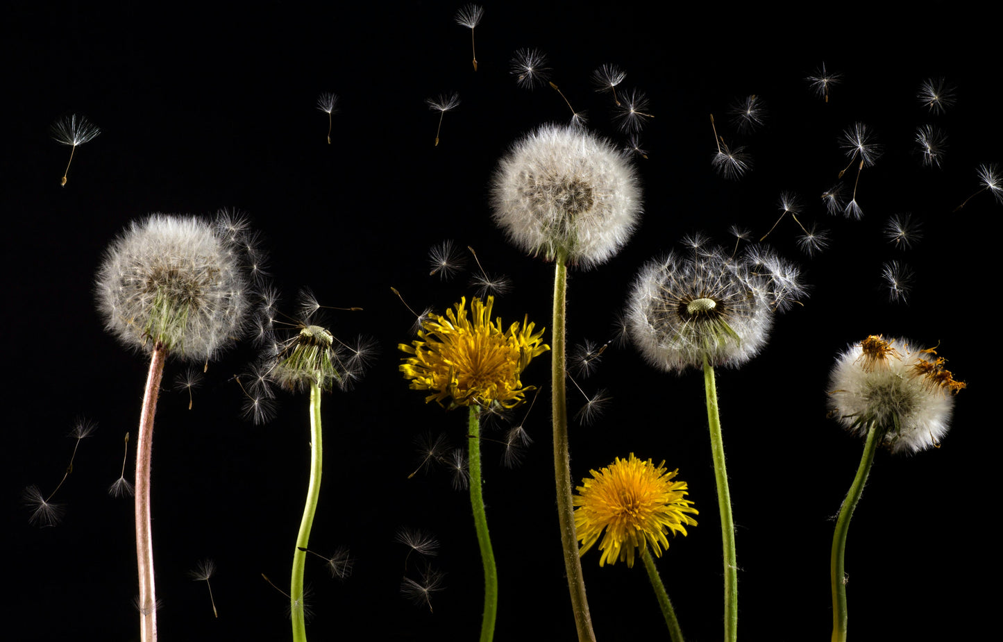 Group Coaching - Grief Resilience Circle